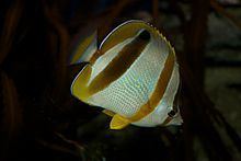 Marley's butterflyfish httpsuploadwikimediaorgwikipediacommonsthu