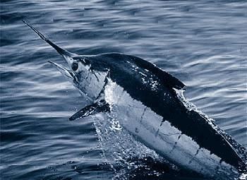 Marlin httpsuploadwikimediaorgwikipediacommonsbb