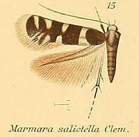 Marmara (moth) httpsuploadwikimediaorgwikipediacommonsthu