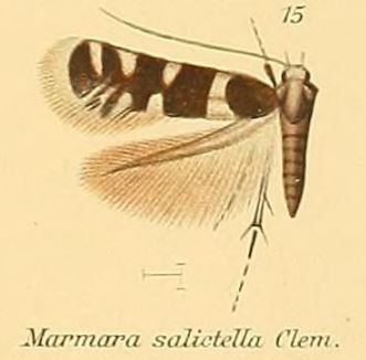 Marmara salictella