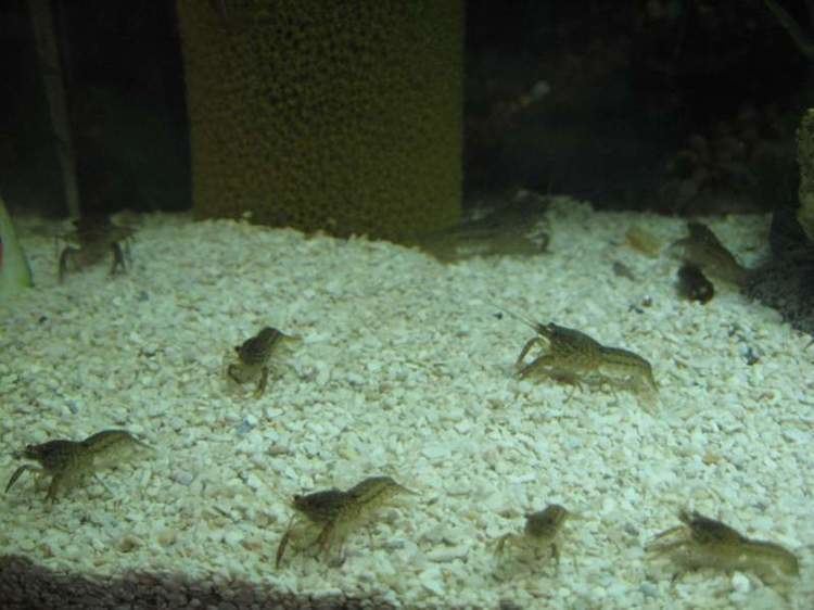 Marmorkrebs Marmorkrebs as Axolotl snacks Caudataorg Newt and Salamander Forum