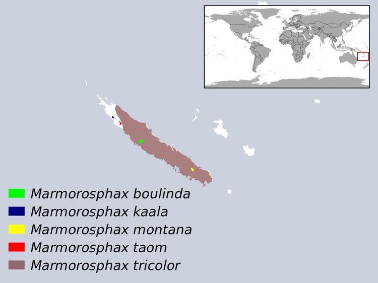 Marmorosphax
