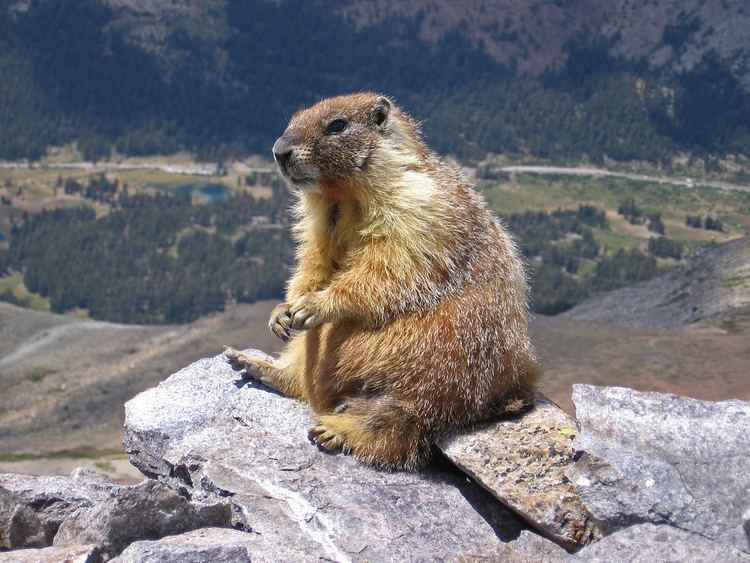 Marmot httpsuploadwikimediaorgwikipediacommons33