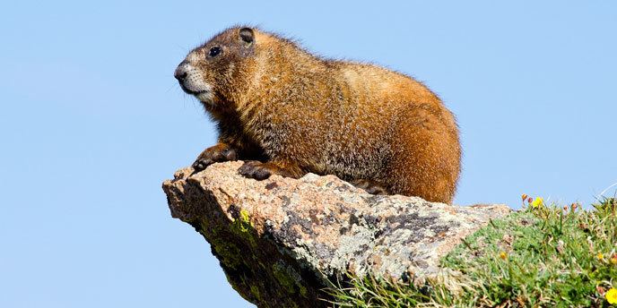 Marmot Marmot Rocky Mountain National Park US National Park Service