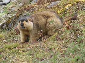 Marmot Marmot Wikipedia