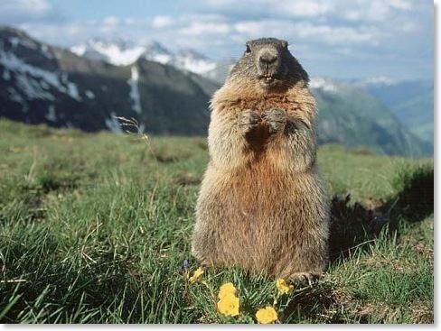 Marmot Marmot Program Canmore Community Daycare Society
