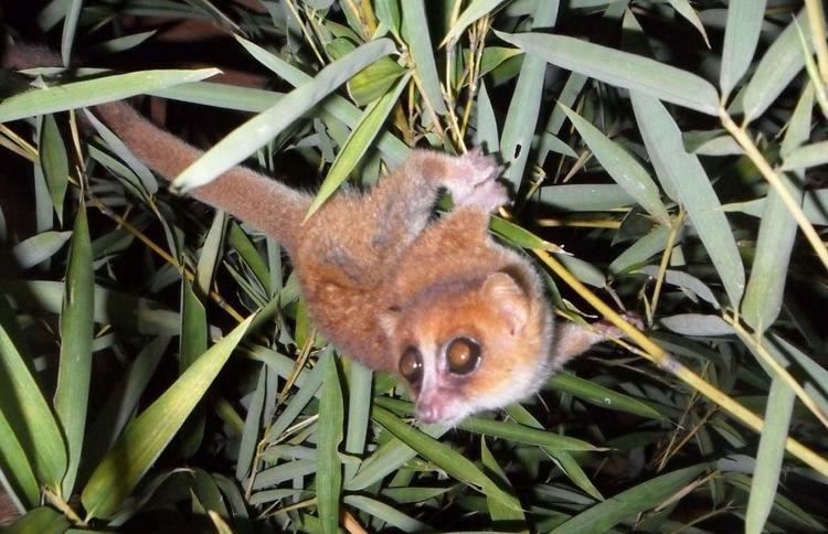 Marohita mouse lemur cdnscinewscomimagesenlargeimage960enlargejpg