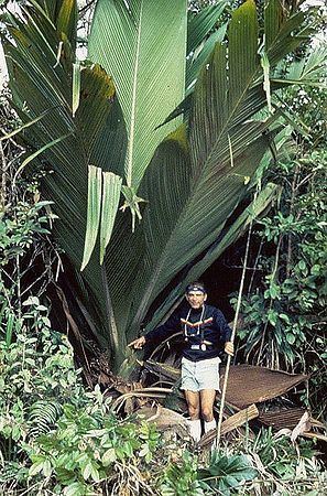 Marojejya Marojejya darianii Palmpedia Palm Grower39s Guide