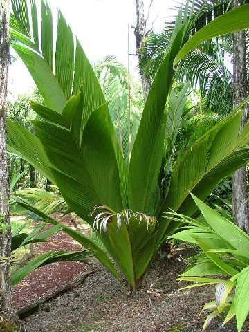 Marojejya darianii Global Species Marojejya darianii Bigleaf palm