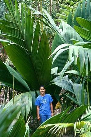 Marojejya darianii Marojejya darianii Palmpedia Palm Grower39s Guide