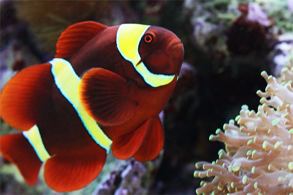 Maroon clownfish Maroon Clown Fish Exotic Marine Fish Importers Pty Ltd