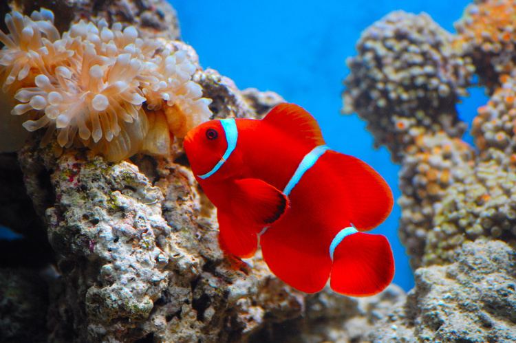 Maroon clownfish Maroon Clownfish Fish Laboratory