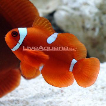 Maroon clownfish Clownfish CaptiveBred