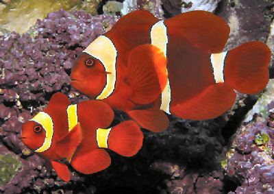Maroon clownfish Maroon Clownfish Premnas biaculeatus Spinecheek Anemonefish
