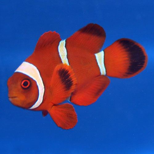 Maroon clownfish wwwthatpetplacecom206937pg1jpg
