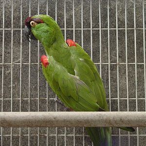Maroon-fronted parrot httpsuploadwikimediaorgwikipediacommonsthu