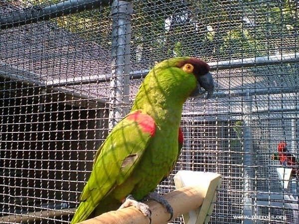 Maroon-fronted parrot Maroonfronted Parrot World Parrot Trust