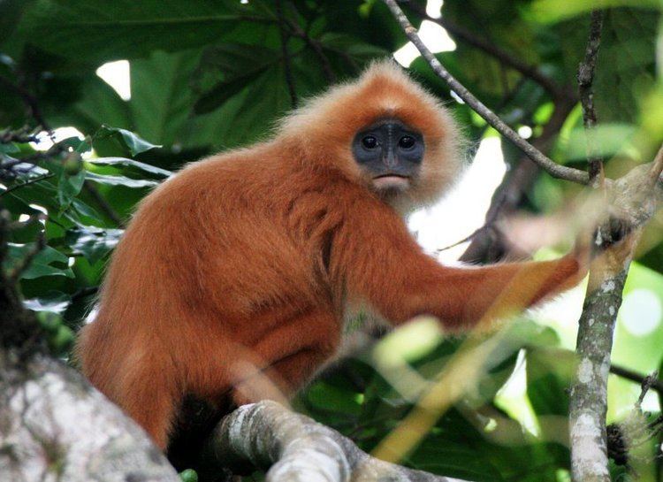 Maroon leaf monkey 1000 images about Primates Old World Red Leaf Monkey Maroon