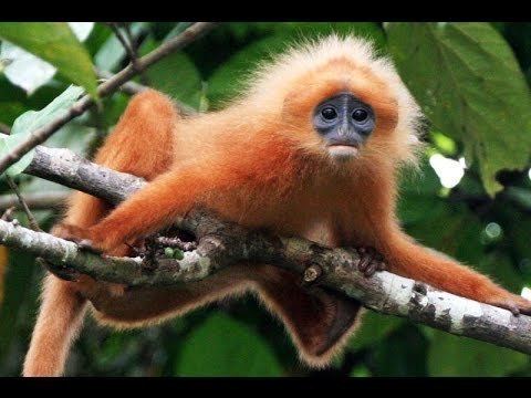 Maroon leaf monkey httpsiytimgcomviAZoPhkWSSlIhqdefaultjpg