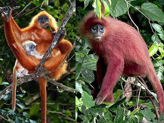 Maroon leaf monkey Maroon Leaf Monkey Fiery Borneo Leaf Muncher Animal Pictures and