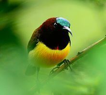 Maroon-naped sunbird httpsuploadwikimediaorgwikipediacommonsthu