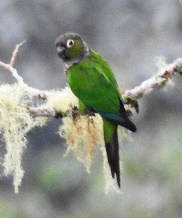 Maroon-tailed parakeet Maroontailed Parakeet Miles To The Wild