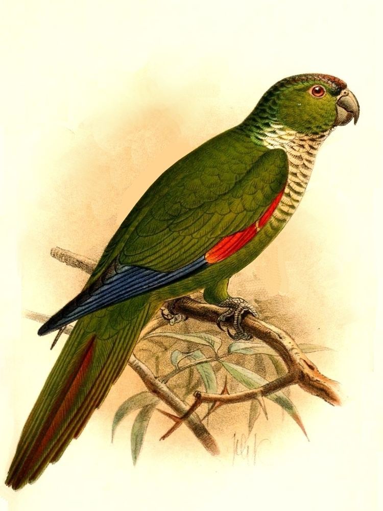 Maroon-tailed parakeet Maroontailed parakeet Wikipedia