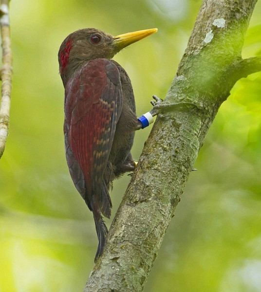 Maroon woodpecker orientalbirdimagesorgimagesdatamaroonwoodpeck