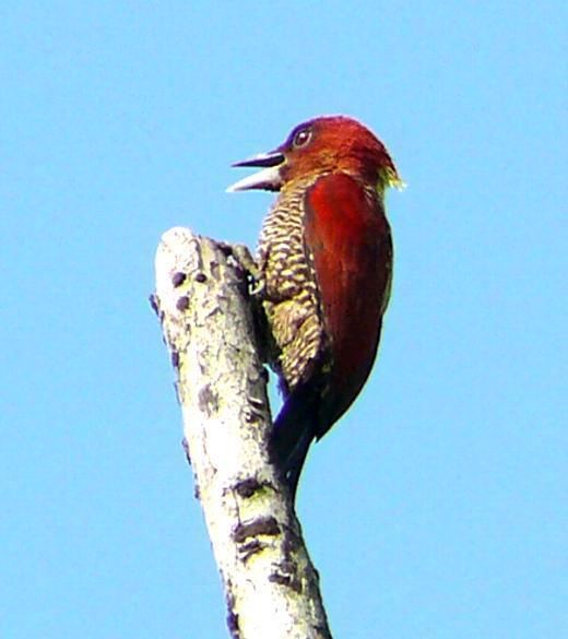Maroon woodpecker Part 1 Pictures and writeups on 12 species of large Woodpeckers