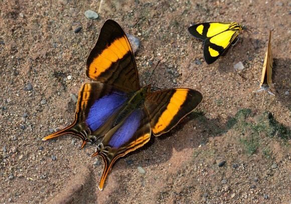 Marpesia (butterfly) Butterflies of the Andes Marpesia corinna