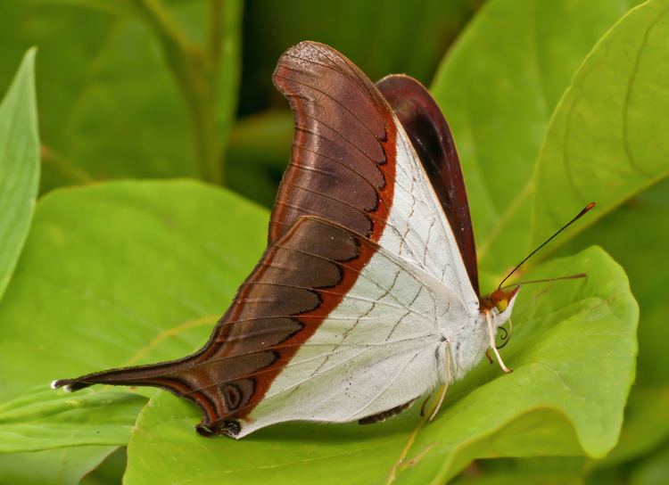Marpesia (butterfly) httpsuploadwikimediaorgwikipediacommons11