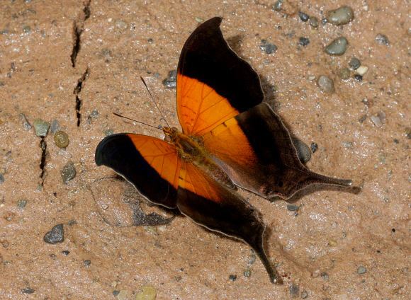 Marpesia (butterfly) Butterflies of Amazonia Marpesia furcula