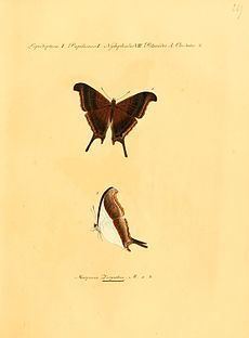 Marpesia zerynthia httpsuploadwikimediaorgwikipediacommonsthu