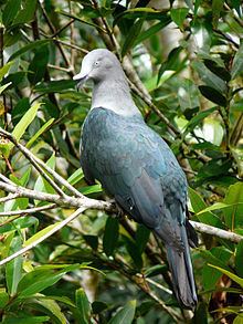 Marquesan imperial pigeon httpsuploadwikimediaorgwikipediacommonsthu