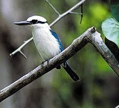 Marquesan kingfisher httpssmediacacheak0pinimgcom564xeecd45