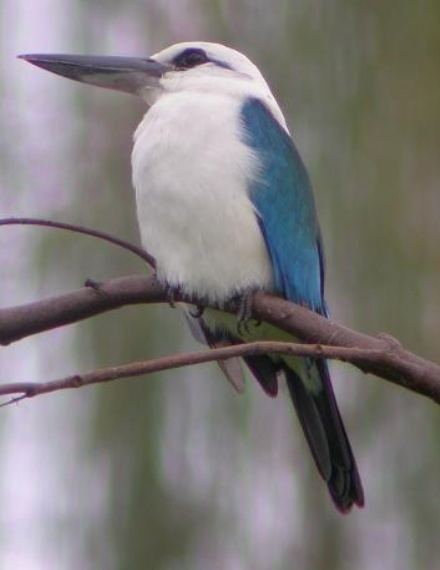 Marquesan kingfisher 1000 images about Kingfishers on Pinterest Wild birds Birds and