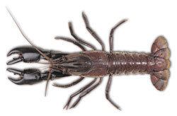 Marron Marron and Red Claw Crayfish Noxious Aquatic Species in Victoria