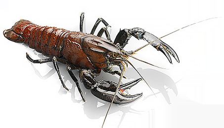 Marron Andermel Marron Kangaroo Island39s iconic freshwater crayfish