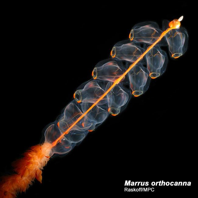 Marrus Marrus orthocanna Arctic Ocean biodiversity