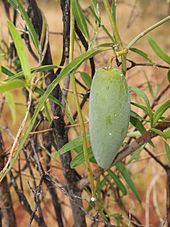 Marsdenia australis httpsuploadwikimediaorgwikipediacommonsthu