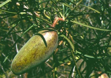 Marsdenia australis australis
