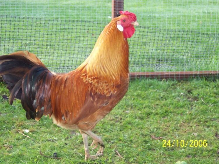 Marsh Daisy chicken Marsh Daisy For Sale Chickens Breed Information Omlet