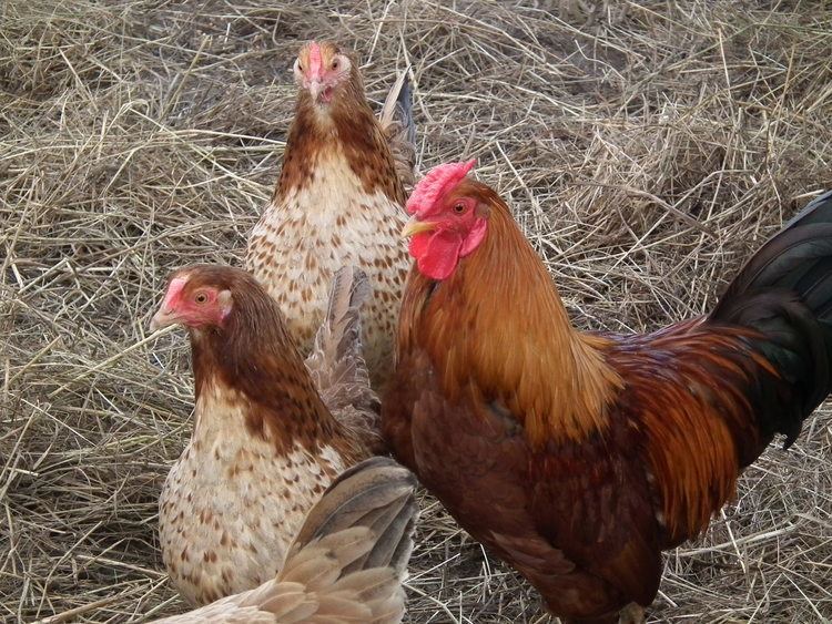 Marsh Daisy chicken Marsh Daisy For Sale Chickens Breed Information Omlet