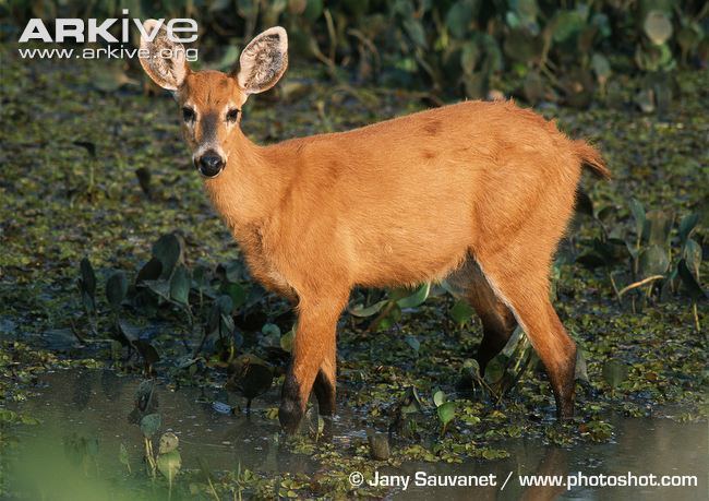 Marsh deer Marsh deer videos photos and facts Blastocerus dichotomus ARKive