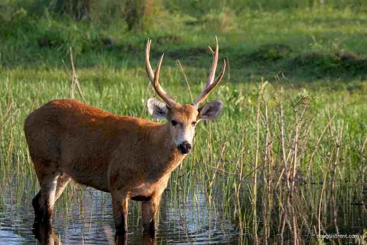 Marsh deer Marsh Deer Facts History Useful Information and Amazing Pictures