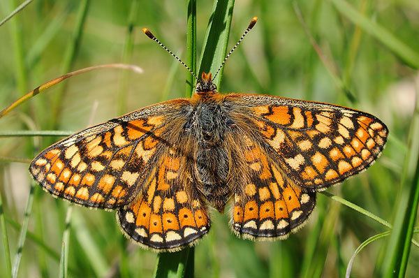 Marsh fritillary British Butterflies A Photographic Guide by Steven Cheshire