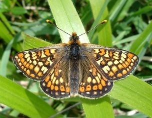 Marsh fritillary Butterfly Conservation A Brighter Future For The Marsh Fritillary