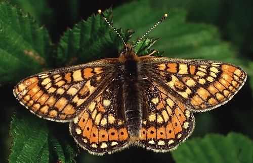 Marsh fritillary Marsh Fritillary Appeal The Wildlife Trust of South and West Wales
