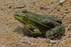 Marsh frog httpsuploadwikimediaorgwikipediacommonsthu