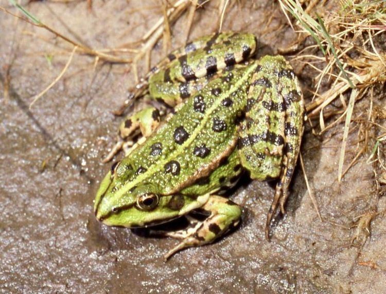Marsh frog Surrey Amphibian and Reptile Group Marsh Frog
